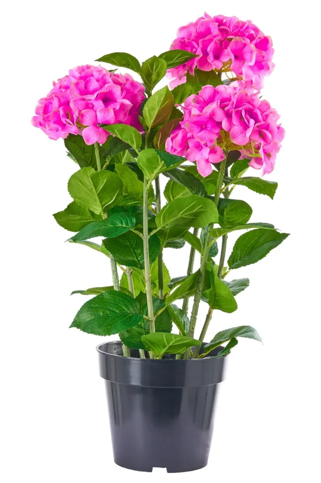 ARPIMEX Pianta Ortensia H 65 Cm Lilla