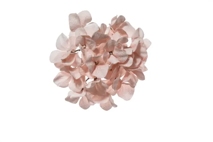 ARPIMEX Pick Natale Ortensia Innevata Pvc 21 Cm Cipria