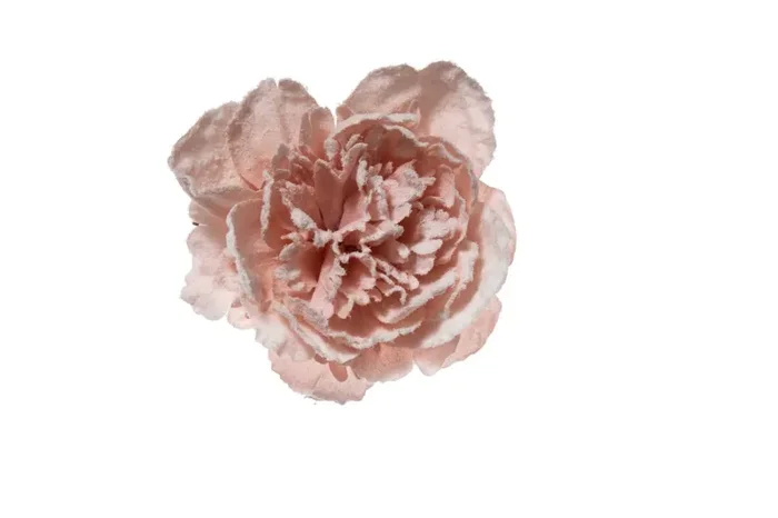 ARPIMEX Pick Peonia Innevata 23 Cm Cipria