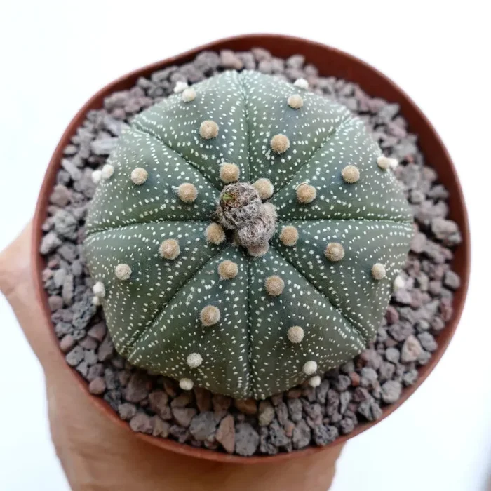 Astrophytum asterias 10 Saldi