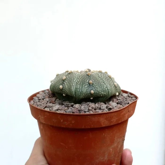 Astrophytum asterias 10 Saldi - immagine 2