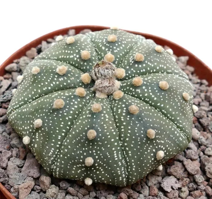 Astrophytum asterias 10 Saldi - immagine 3
