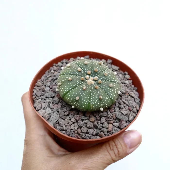 Astrophytum asterias 14 - immagine 2