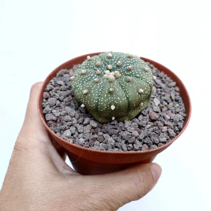 Astrophytum asterias 14 - immagine 3
