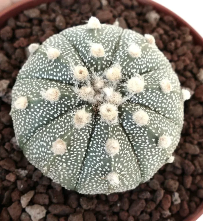 Astrophytum asterias cv OIBBO MULTIPUNCTATUM KF1