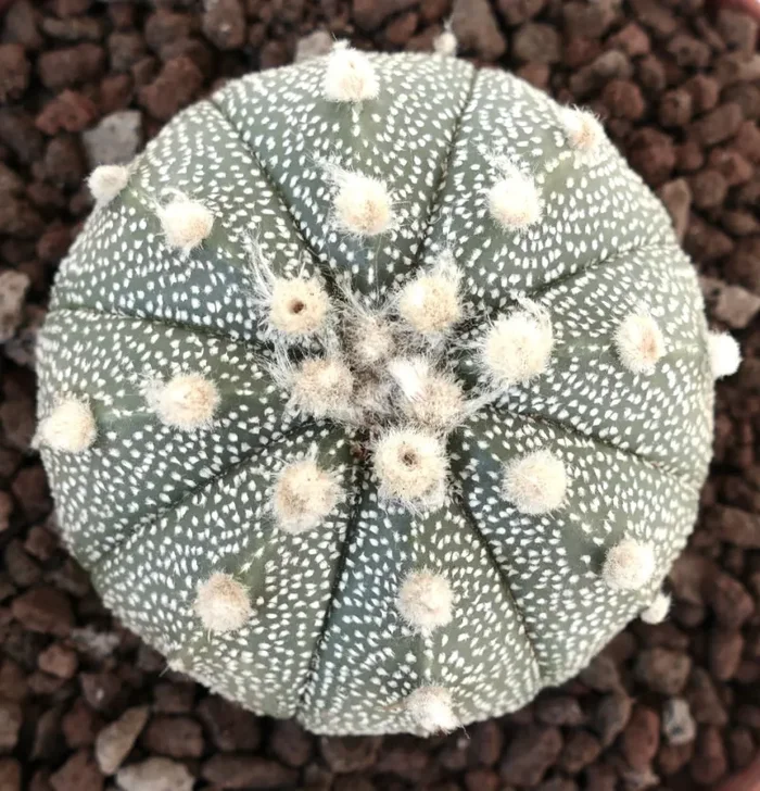 Astrophytum asterias cv OIBBO MULTIPUNCTATUM KF1 - immagine 2