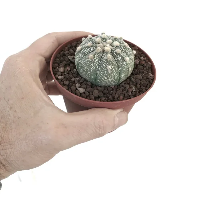 Astrophytum asterias cv OIBBO MULTIPUNCTATUM KF1 - immagine 3