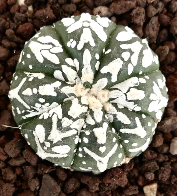 Astrophytum asterias cv SUPERKABUTO V-TYPE MAJOR Online ora
