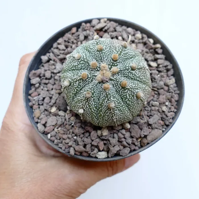 Astrophytum asterias MULTIPUNCTATUM 7Z8 - immagine 2