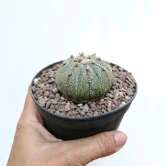 Astrophytum asterias MULTIPUNCTATUM 7Z8 - immagine 3