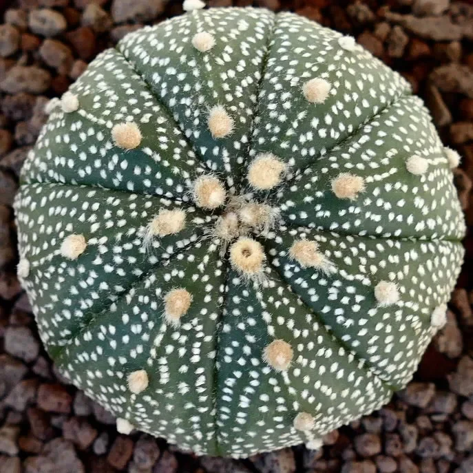 Astrophytum asterias multipunctatum X asterias 70 In saldo