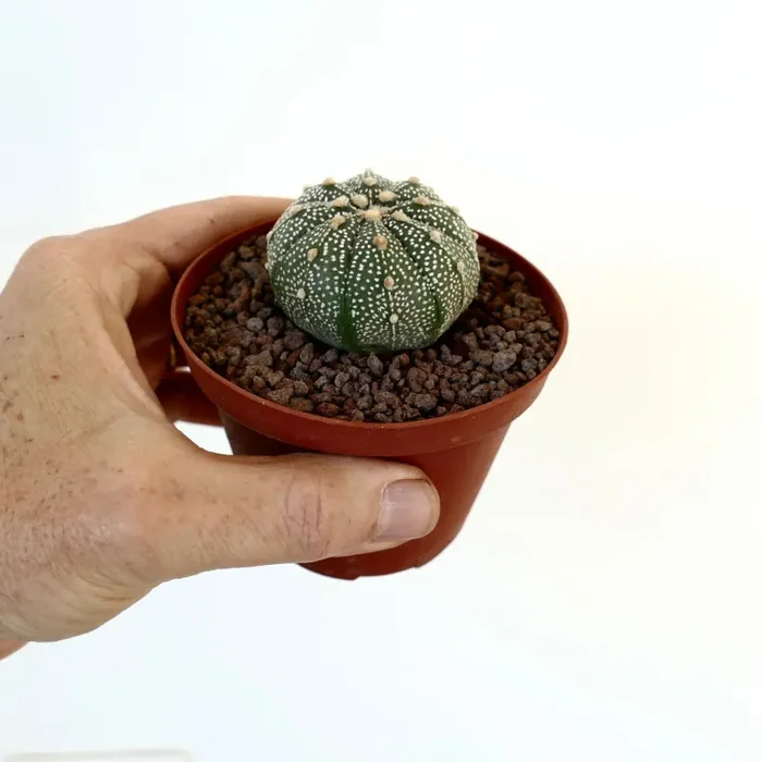 Astrophytum asterias multipunctatum X asterias 70 In saldo - immagine 2