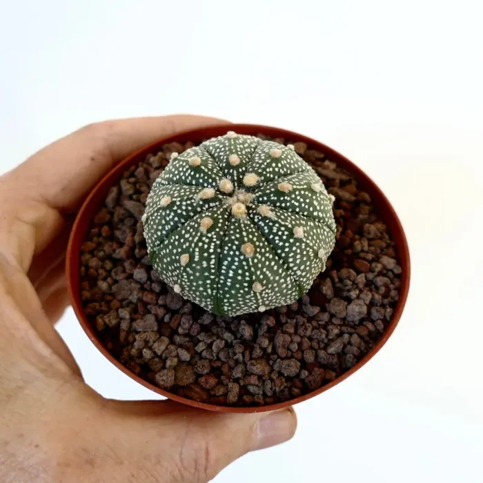 Astrophytum asterias multipunctatum X asterias 70 In saldo - immagine 3