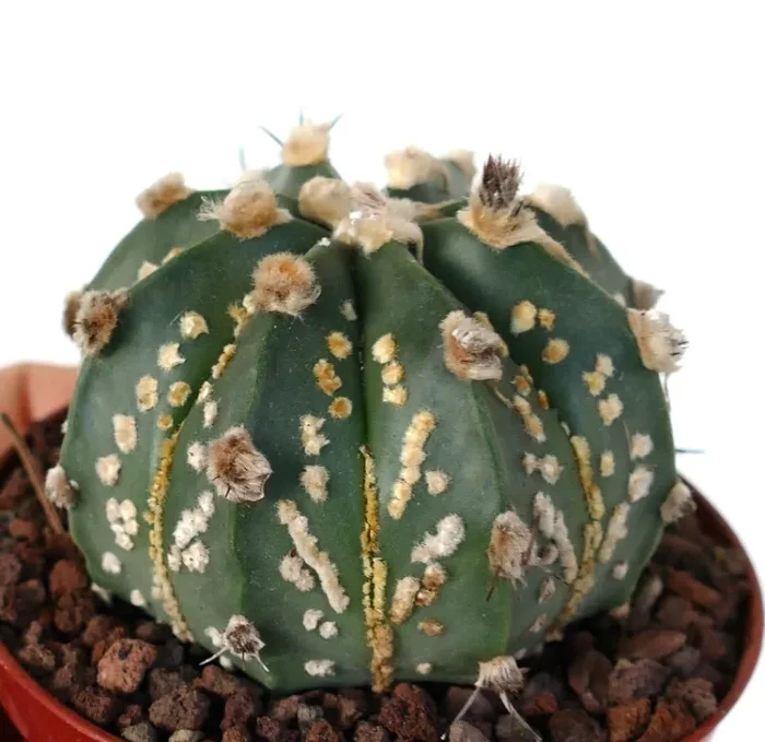 Astrophytum asterias OIBBO x SUPERKABUTO GOLDEN