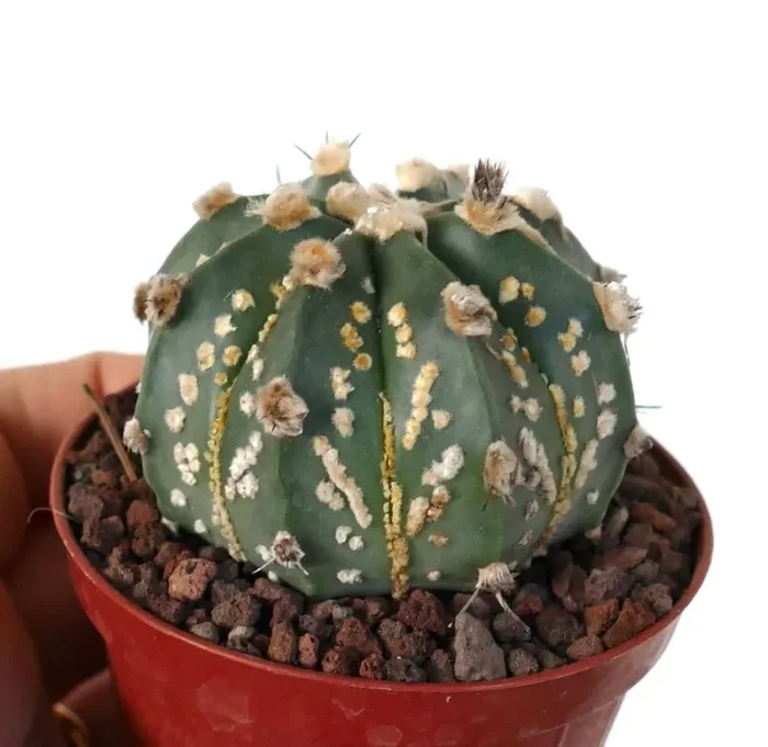 Astrophytum asterias OIBBO x SUPERKABUTO GOLDEN - immagine 2