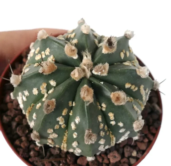 Astrophytum asterias OIBBO x SUPERKABUTO GOLDEN - immagine 3