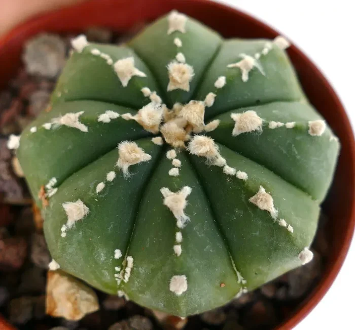 Astrophytum asterias v-TYPE X myriostigma (SUPER V patterns) CL9