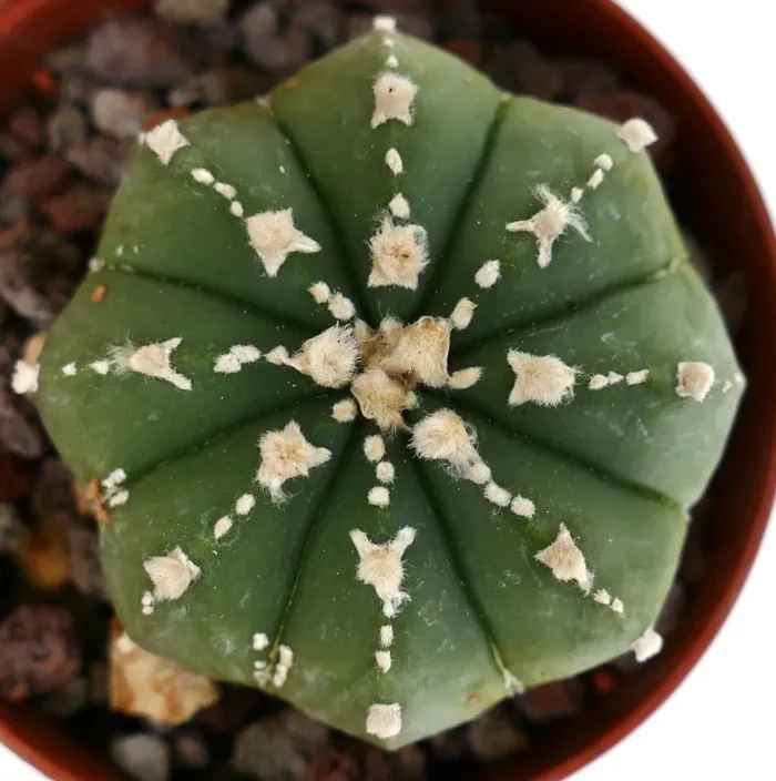 Astrophytum asterias v-TYPE X myriostigma (SUPER V patterns) CL9 - immagine 2