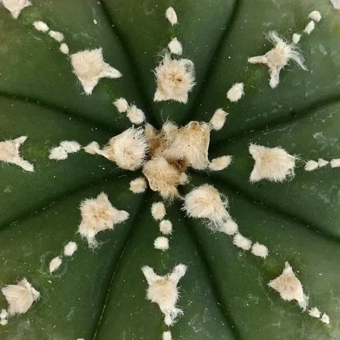 Astrophytum asterias v-TYPE X myriostigma (SUPER V patterns) CL9 - immagine 3