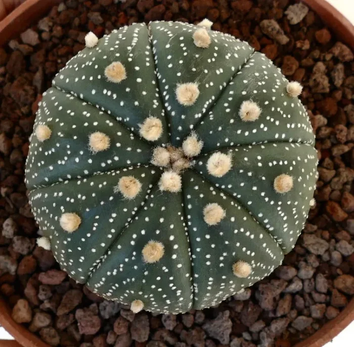Astrophytum asterias var. asterias (DARK GREEN) 6cm AT5 - immagine 3
