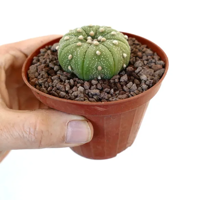 Astrophytum asterias var. tamaulipensis 75B Vendita online