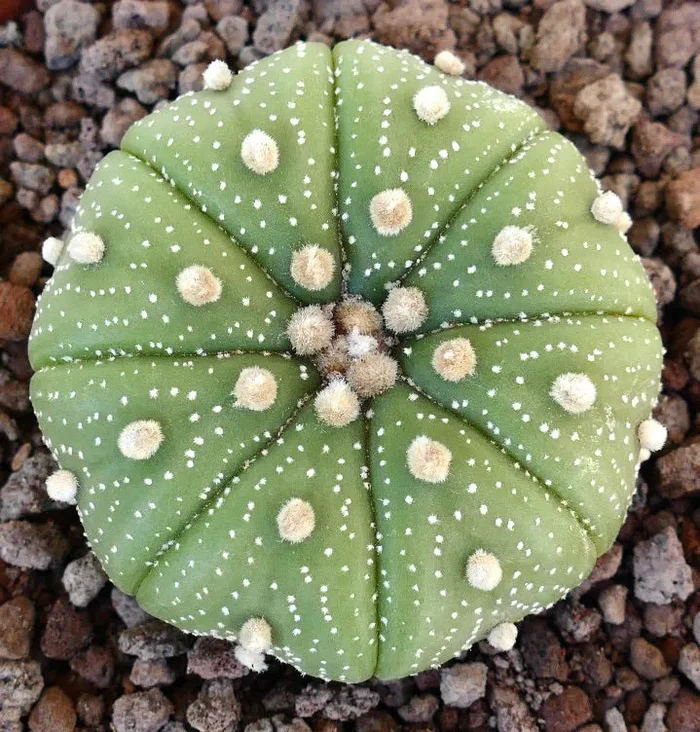 Astrophytum asterias var. tamaulipensis 75B Vendita online - immagine 3
