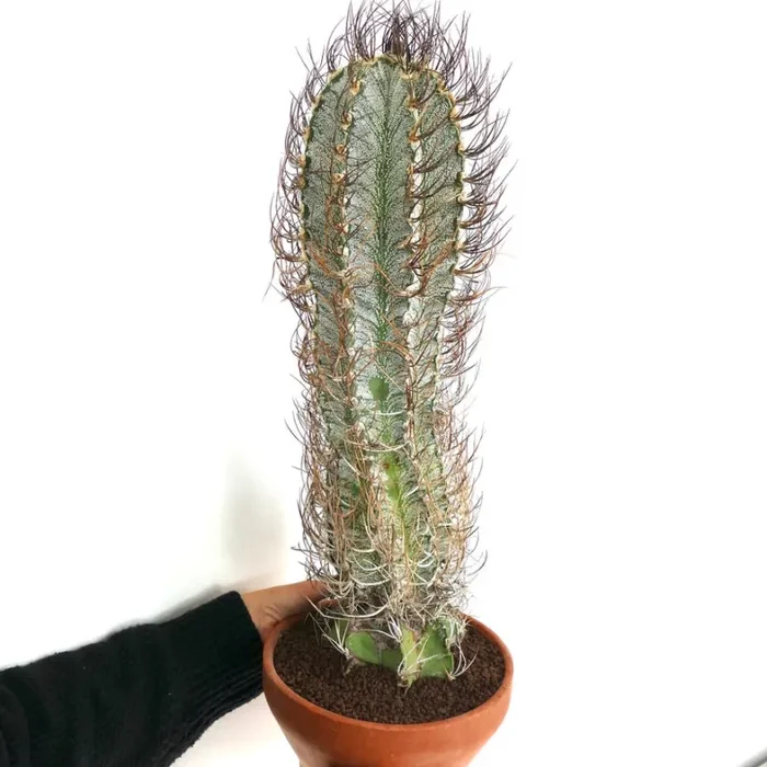 Astrophytum capricorne (Mina, Nuevo León) OPUT7 Vendita calda online