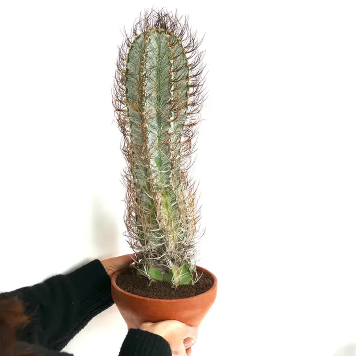 Astrophytum capricorne (Mina, Nuevo León) OPUT7 Vendita calda online - immagine 2