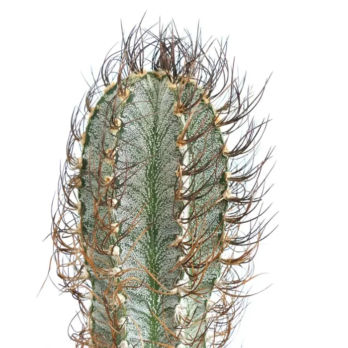 Astrophytum capricorne (Mina, Nuevo León) OPUT7 Vendita calda online - immagine 3