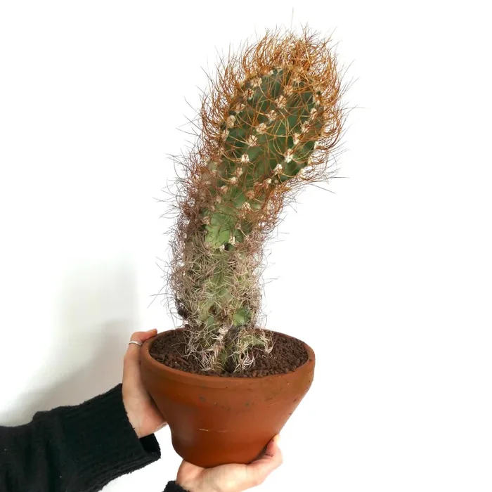 Astrophytum capricorne var. aureum SAX20 Moda