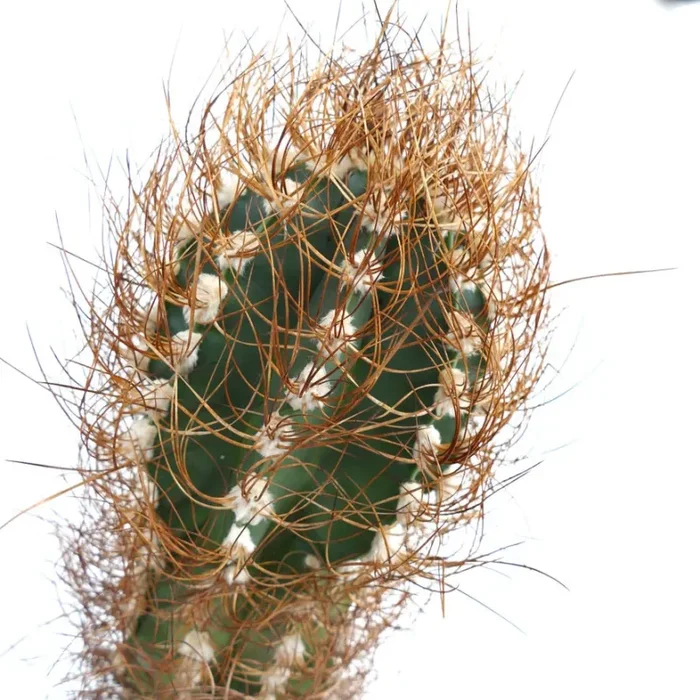 Astrophytum capricorne var. aureum SAX20 Moda - immagine 2