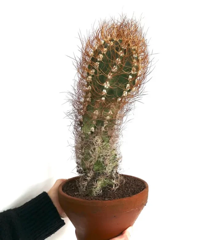 Astrophytum capricorne var. aureum SAX20 Moda - immagine 3