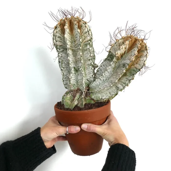 Astrophytum capricorne var. niveum OY2T - immagine 2