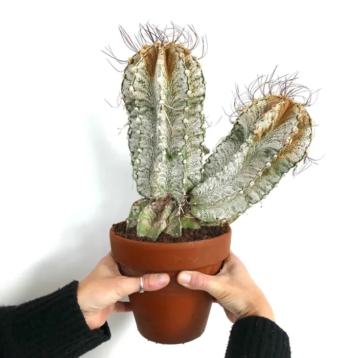 Astrophytum capricorne var. niveum OY2T - immagine 3