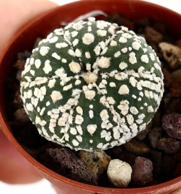 Astrophytum cv SUPERKABUTO