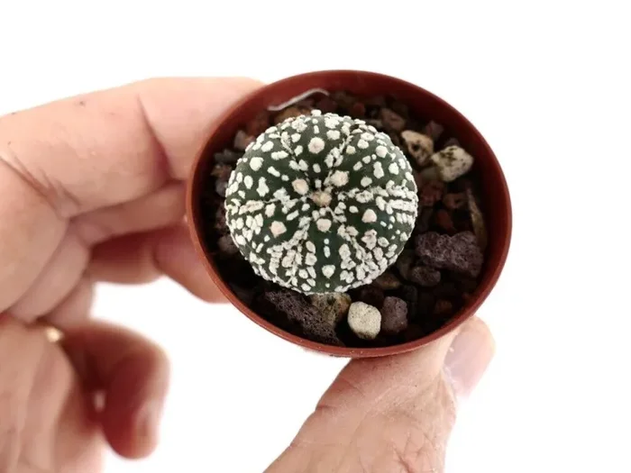 Astrophytum cv SUPERKABUTO - immagine 2