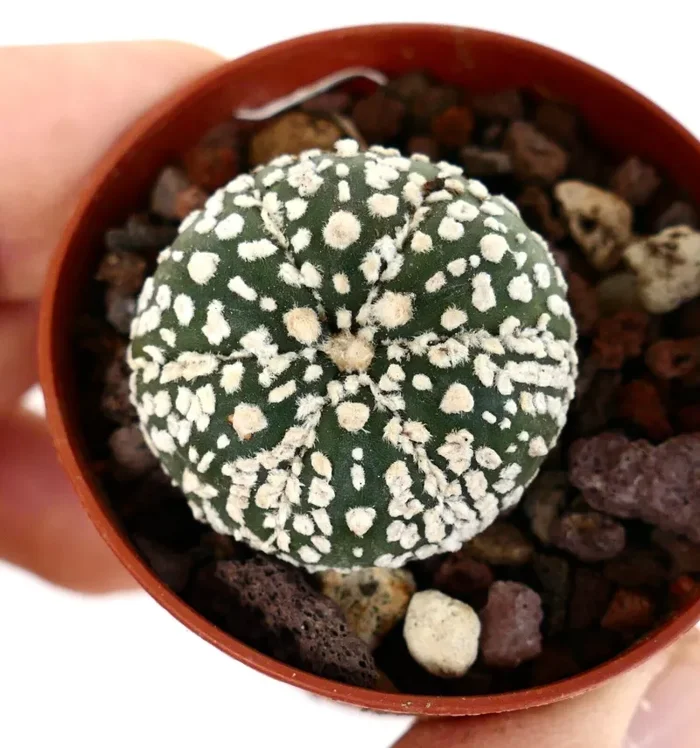 Astrophytum cv SUPERKABUTO - immagine 3