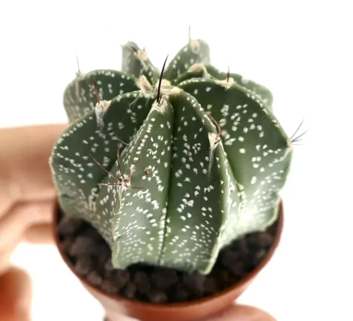 Astrophytum HYBRID OL8 Vendita calda online