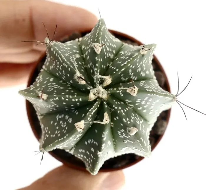 Astrophytum HYBRID OL8 Vendita calda online - immagine 2