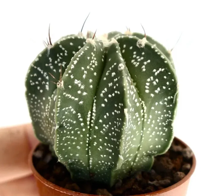 Astrophytum HYBRID OL8 Vendita calda online - immagine 3