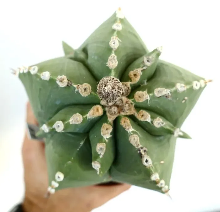 Astrophytum myiostigma HYBRID 60 Vendita calda