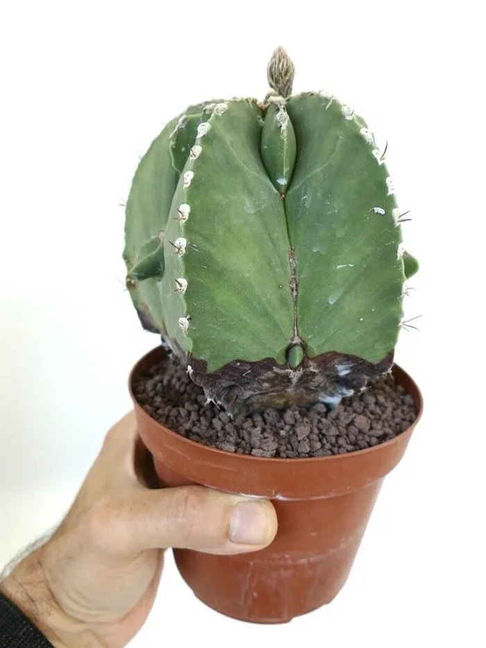 Astrophytum myiostigma HYBRID 60 Vendita calda - immagine 3