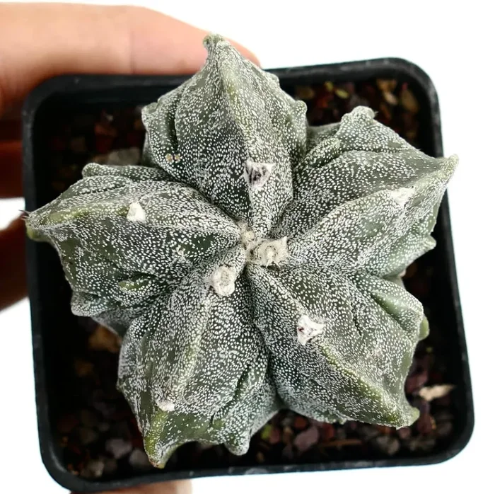Astrophytum myriostigma cv FUKURUYU selected - immagine 2