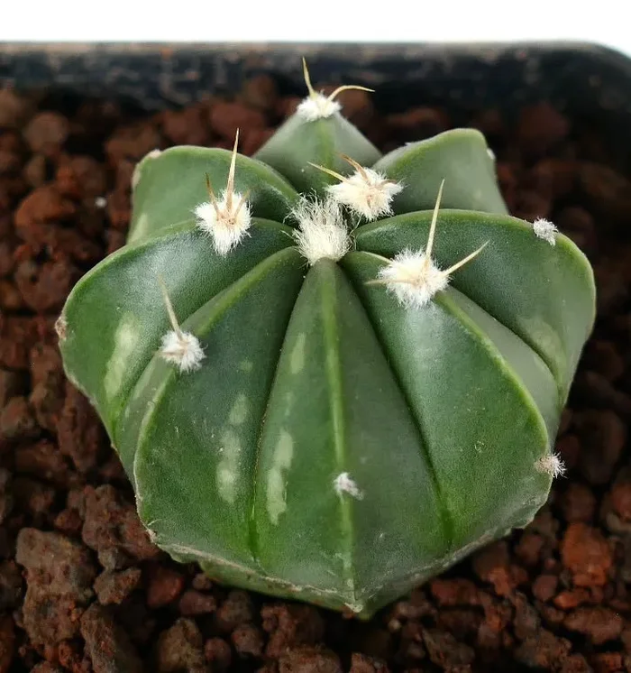 Astrophytum myriostigma HYBRID Online ora