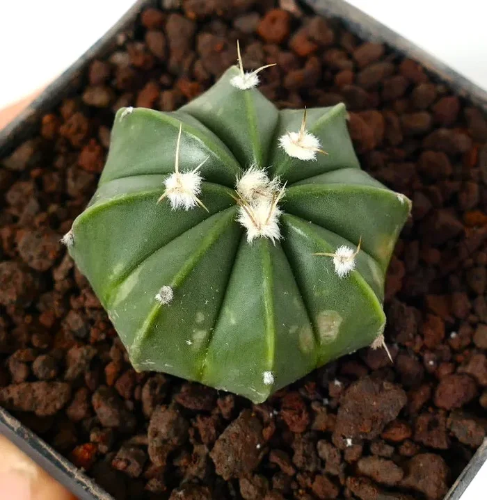 Astrophytum myriostigma HYBRID Online ora - immagine 2