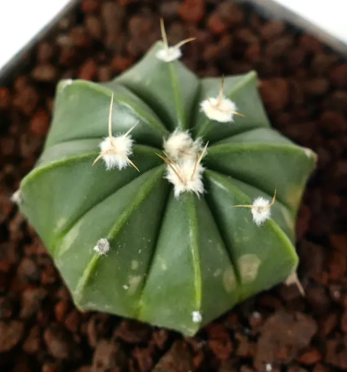 Astrophytum myriostigma HYBRID Online ora - immagine 3