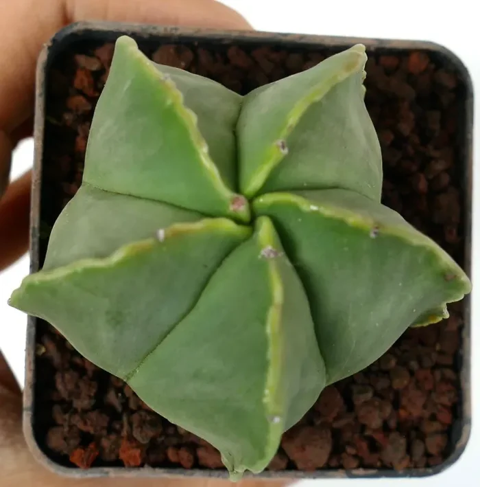 Astrophytum myriostigma var. nudum - immagine 2