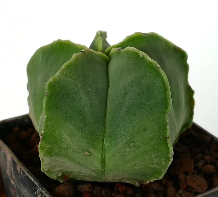 Astrophytum myriostigma var. nudum - immagine 3