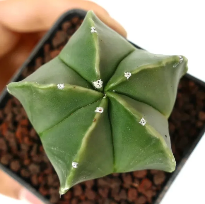 Astrophytum myriostigma var. nudum