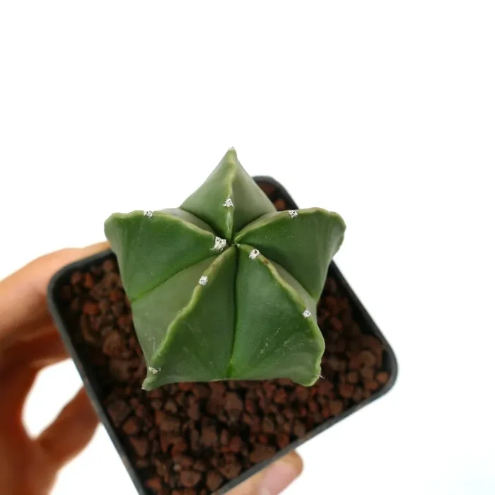 Astrophytum myriostigma var. nudum - immagine 2